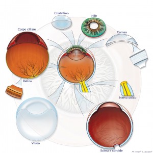 Anatomia dell'occhio